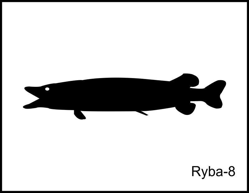 ryba 8